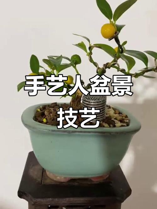 盆栽技术视频怎么学？关键步骤有哪些？-图3