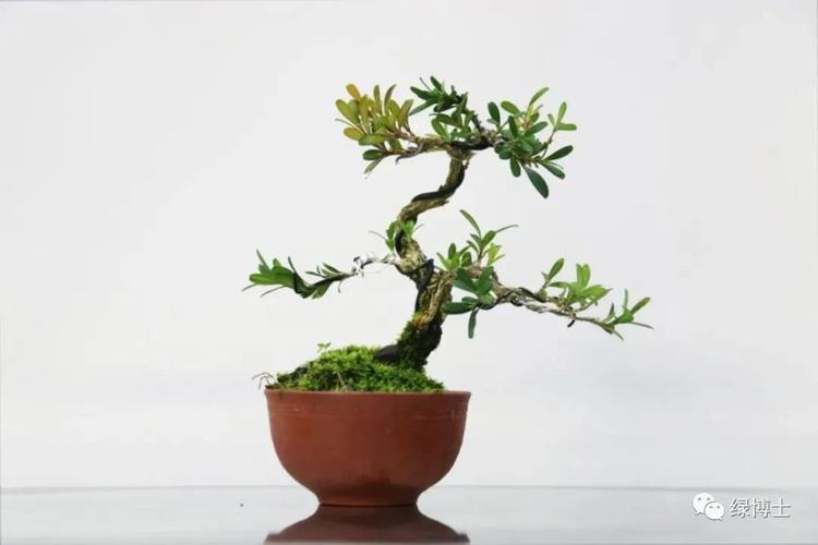 盆栽技术视频怎么学？关键步骤有哪些？-图2