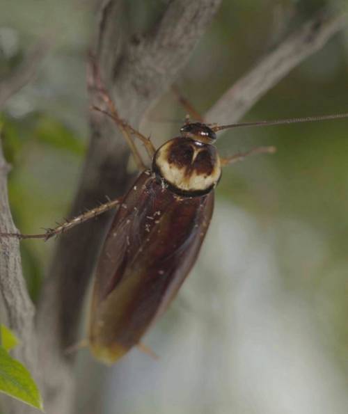 美洲大蠊蟑螂养殖技术难点在哪？-图1