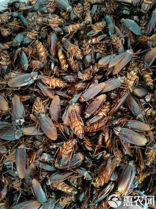 美洲大蠊蟑螂养殖技术难点在哪？-图2