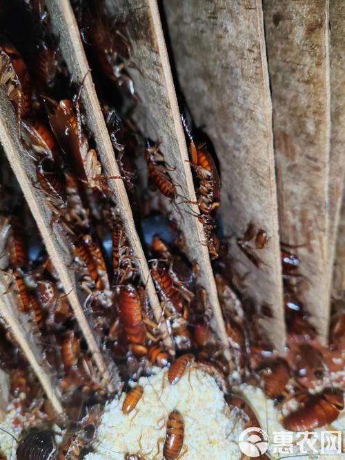 美洲大蠊蟑螂养殖技术难点在哪？-图3