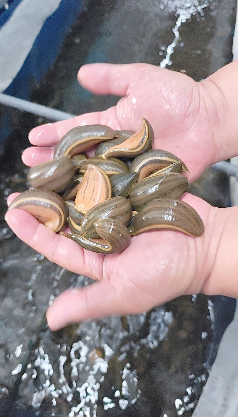 水蛭养殖水质有何关键要求？-图2