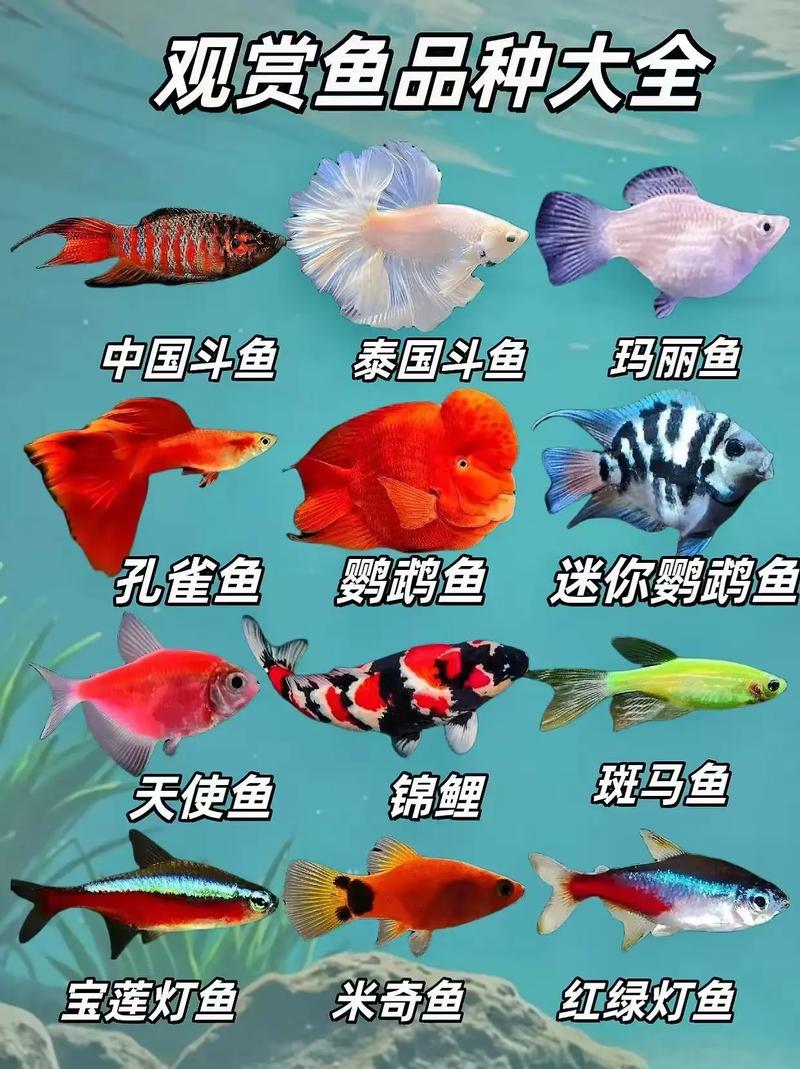 淡水观赏鱼品种图片有哪些？-图3