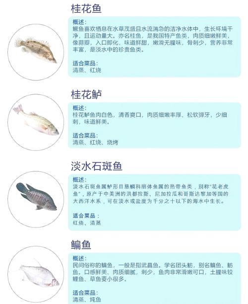 淡水观赏鱼品种图片有哪些？-图1