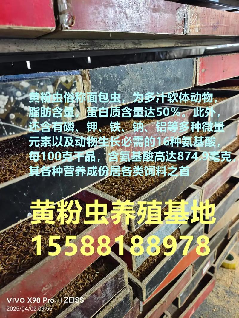 2025年黄粉虫收购价会涨还是跌？-图1