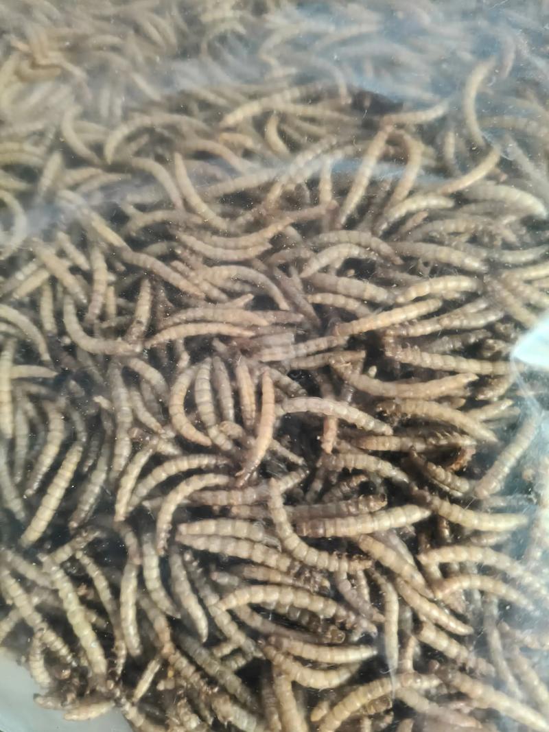 2025年黄粉虫收购价会涨还是跌？-图2