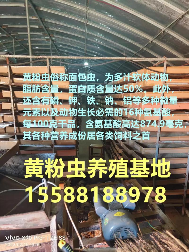 2025年黄粉虫收购价会涨还是跌？-图3