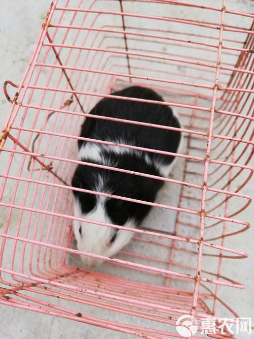 中国最好养的黑兔品种是哪个？-图1