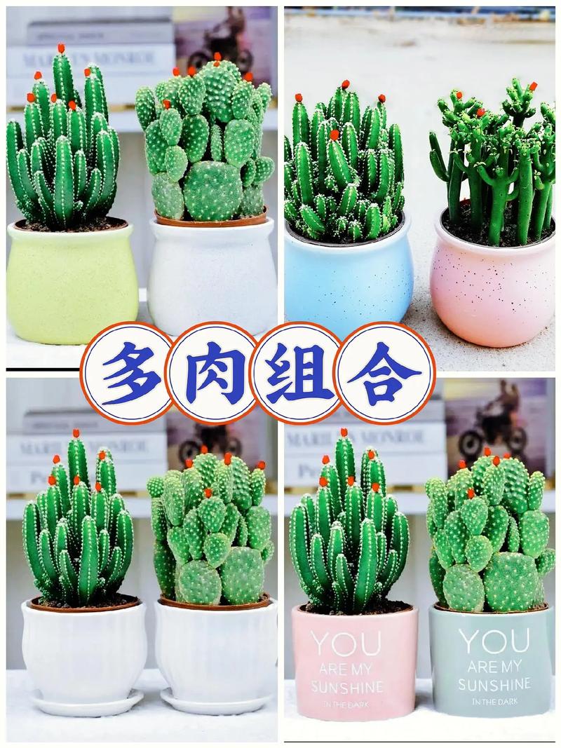 仙人掌叶片属于哪个品种？-图3