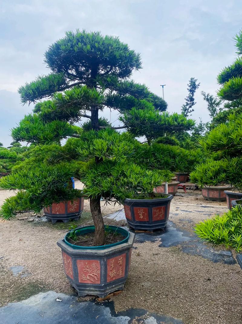 罗汉松盆栽苗怎么选品种？-图3