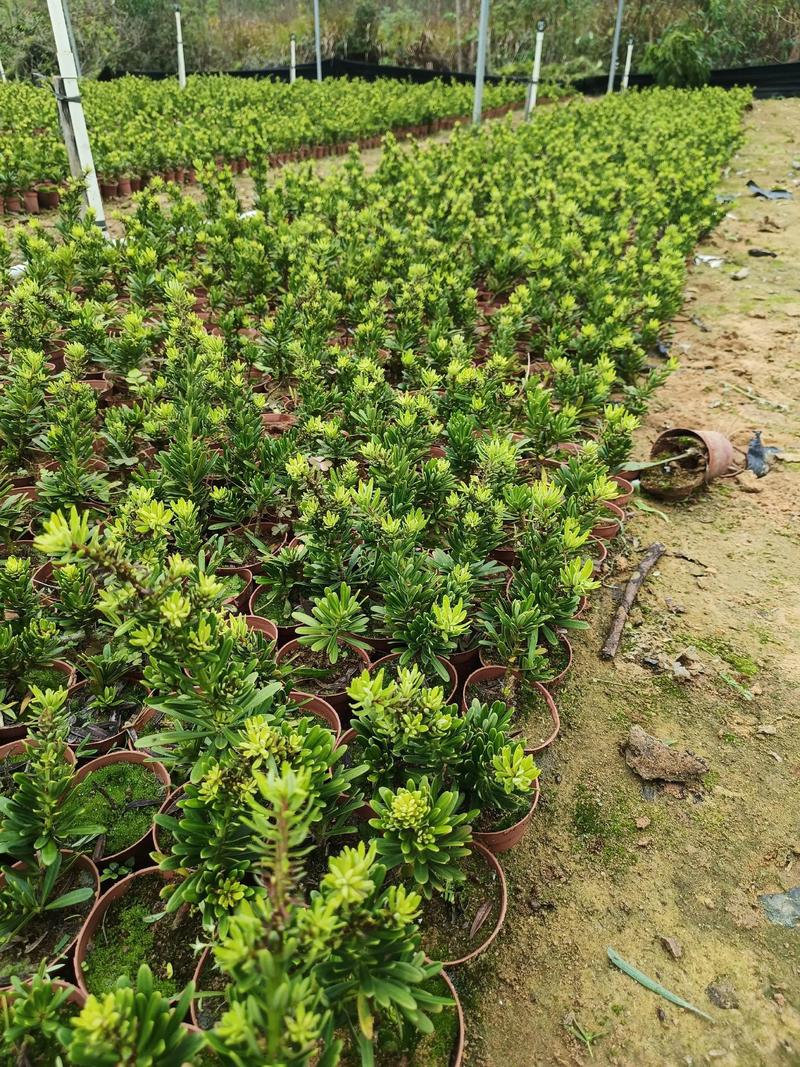 罗汉松盆栽苗怎么选品种？-图1