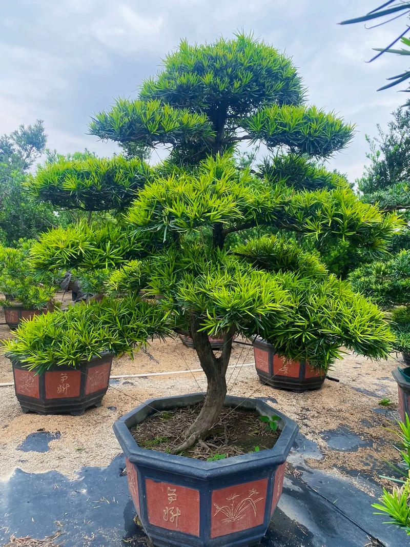 罗汉松盆栽苗怎么选品种？-图2