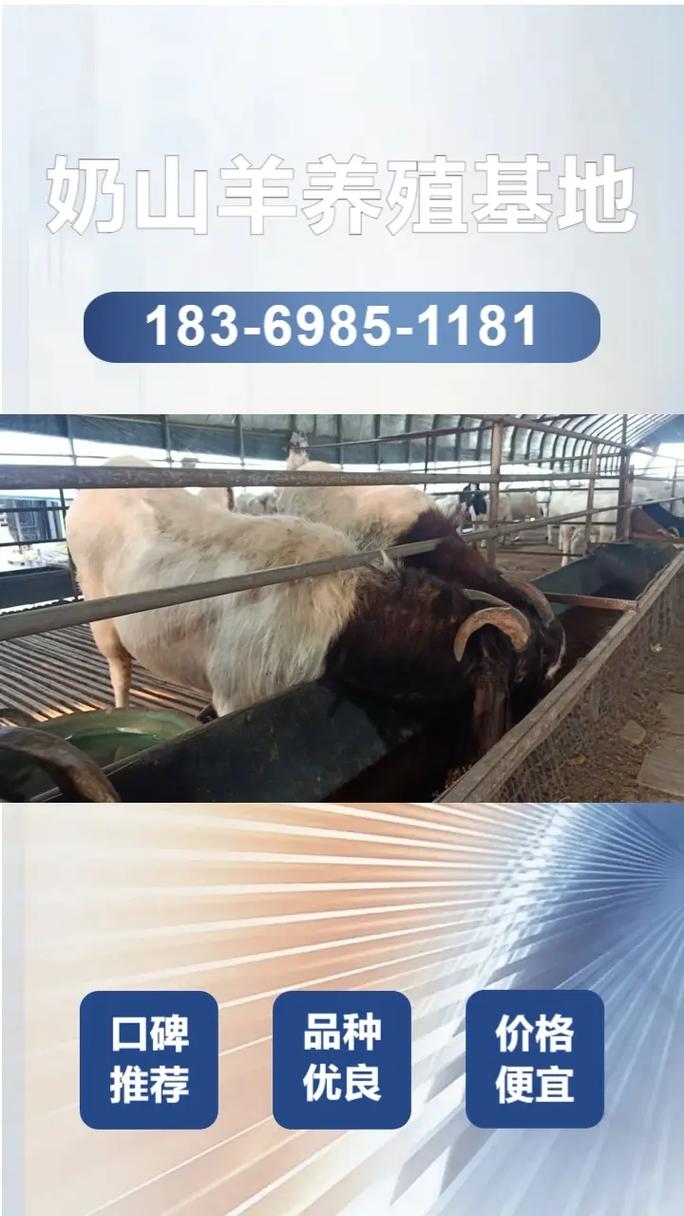 波尔山羊价格多少？养殖场报价有何差异？-图2
