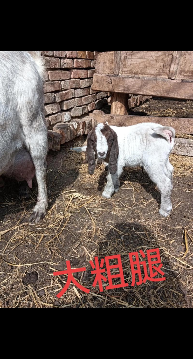 波尔山羊价格多少？养殖场报价有何差异？-图1