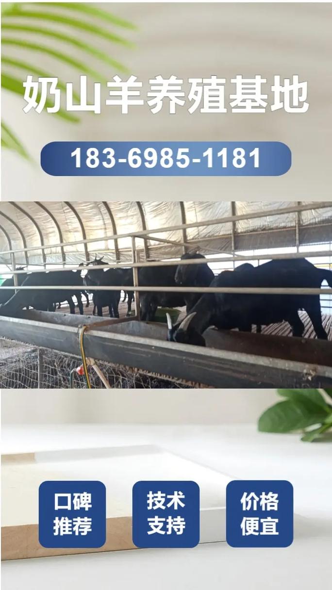 波尔山羊价格多少？养殖场报价有何差异？-图3