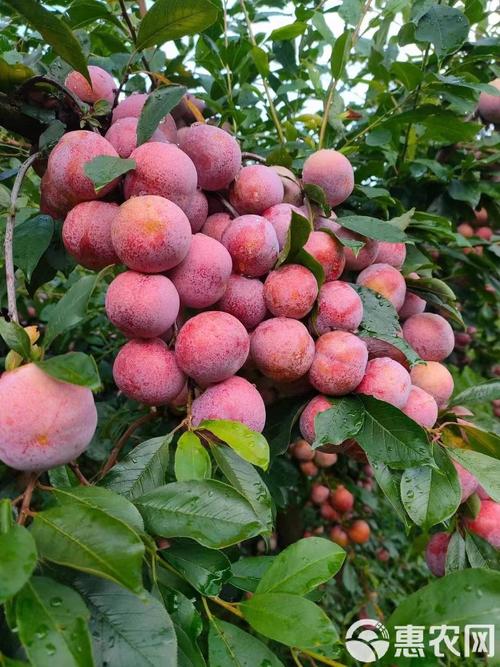 福建有哪些特色李子品种？-图1