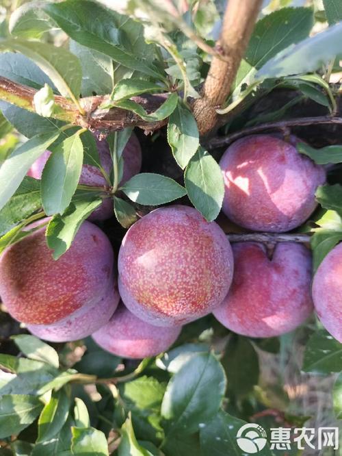 福建有哪些特色李子品种？-图2