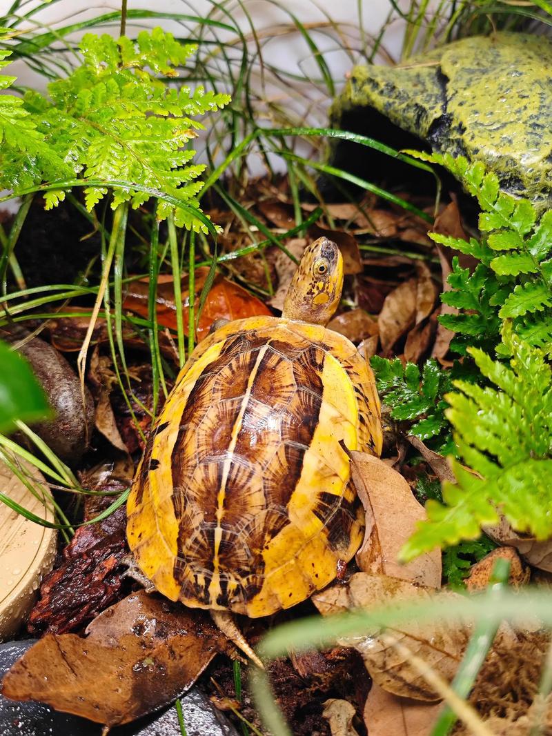 2025黄额闭壳龟价格会涨还是跌？-图1