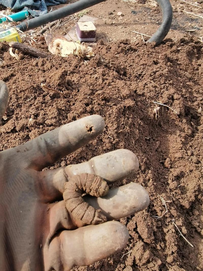 豆虫卵怎么养？豆青虫卵养殖技术要点？-图2