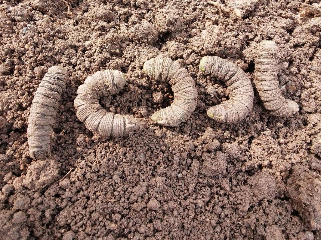 豆虫卵怎么养？豆青虫卵养殖技术要点？-图1