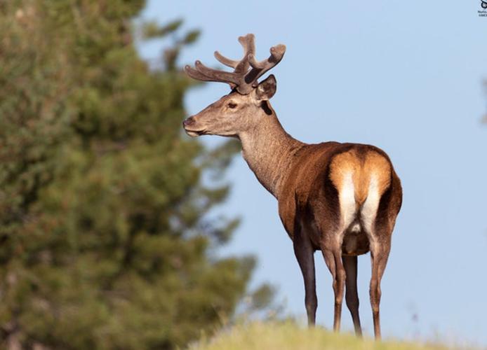 哪里能买到优良马鹿品种？-图2