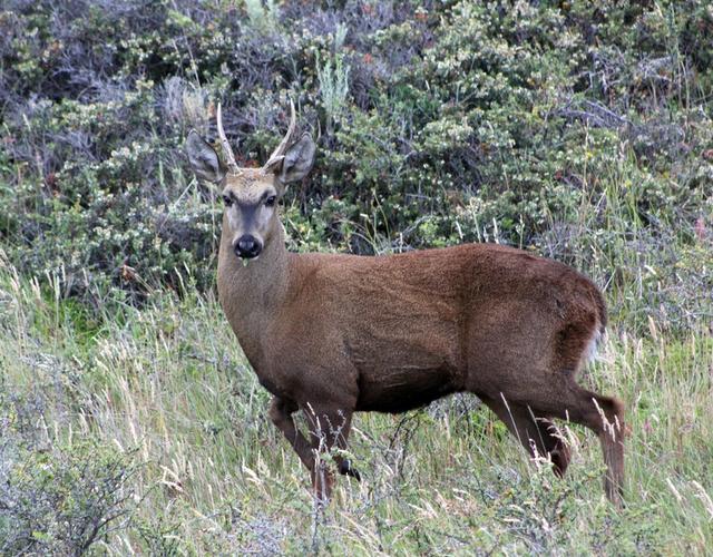 哪里能买到优良马鹿品种？-图3