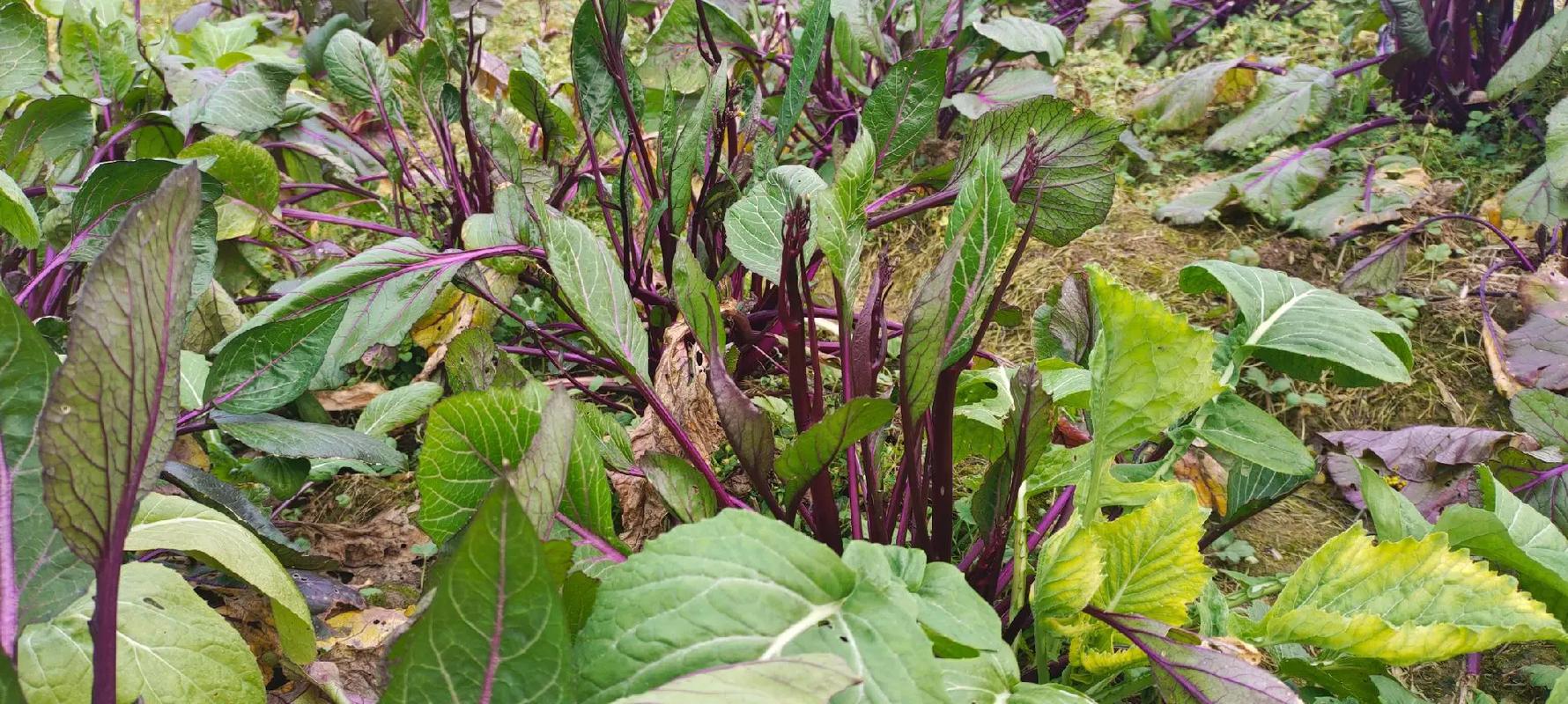 武汉农科院红菜苔品种有哪些特色？-图3