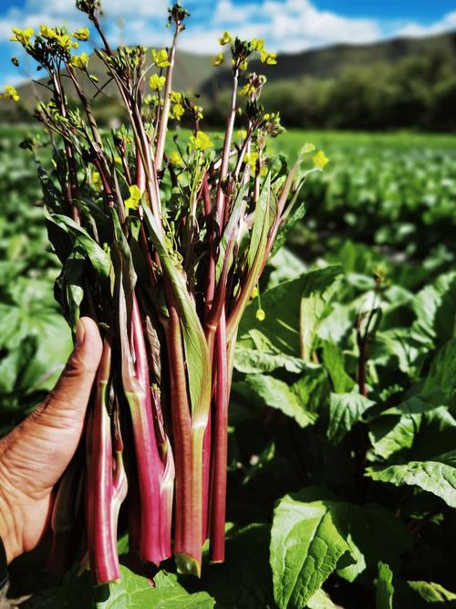 武汉农科院红菜苔品种有哪些特色？-图1