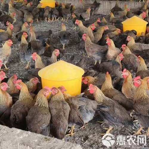 今日麻鸡价格多少钱一斤？-图3