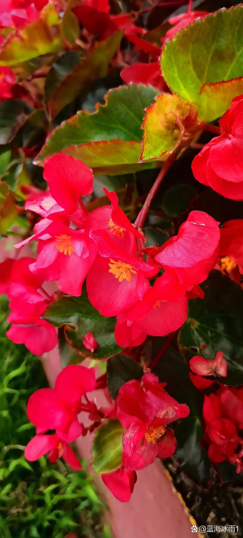 玻璃海棠花品种到底有多少？-图3