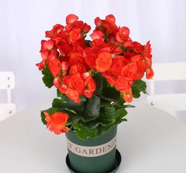 玻璃海棠花品种到底有多少？-图1