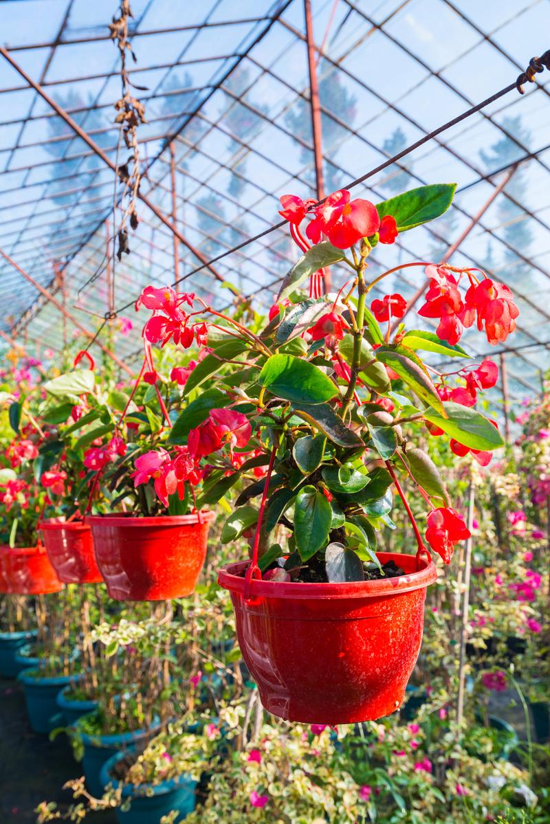 玻璃海棠花品种到底有多少？-图2