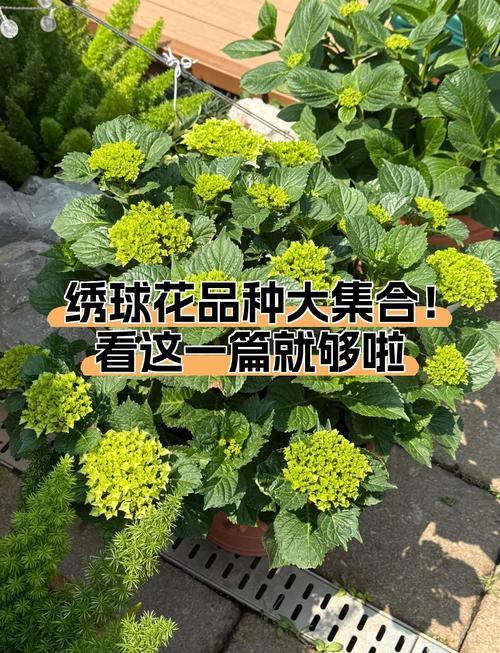 绣球花品种究竟有多少？-图3