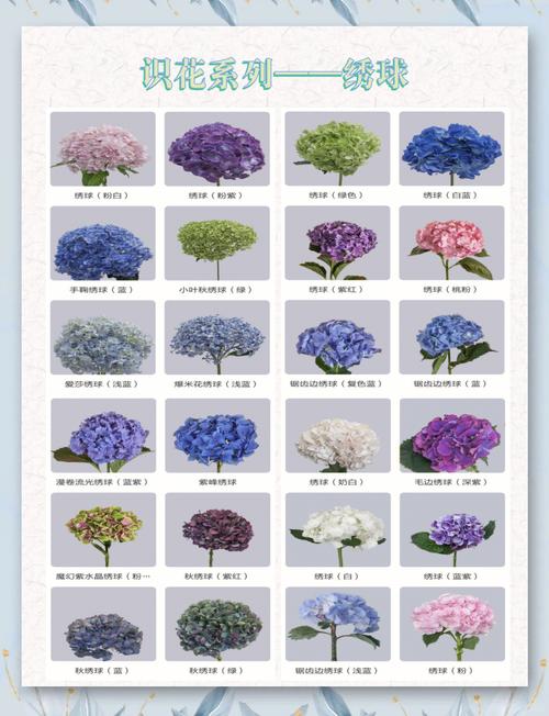 绣球花品种究竟有多少？-图1