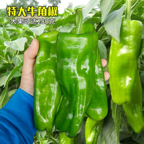 又大又直又长青椒品种怎么选？-图2