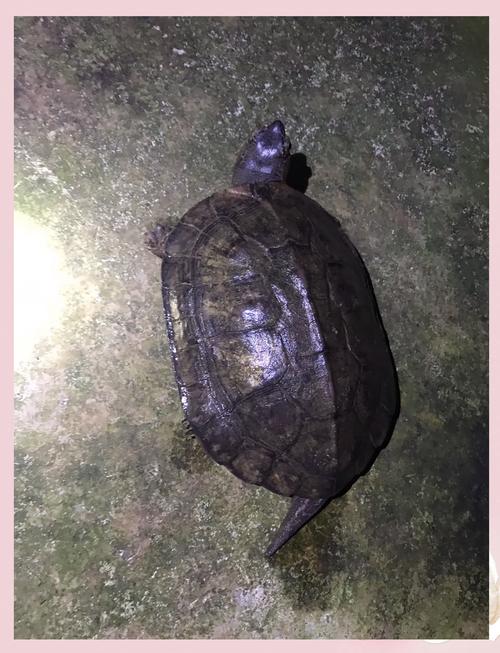 2025年黑颈龟苗价格会涨还是跌？-图1