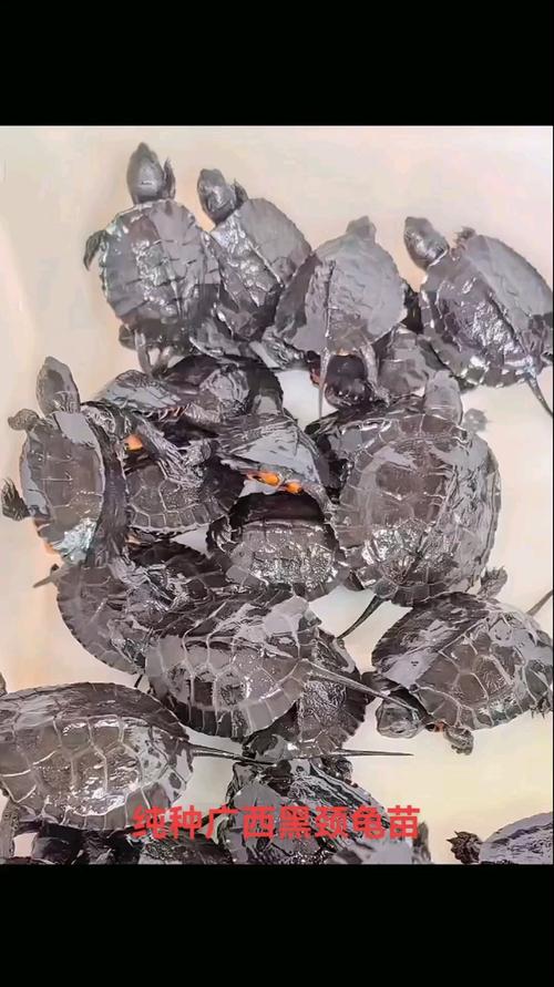 2025年黑颈龟苗价格会涨还是跌？-图3