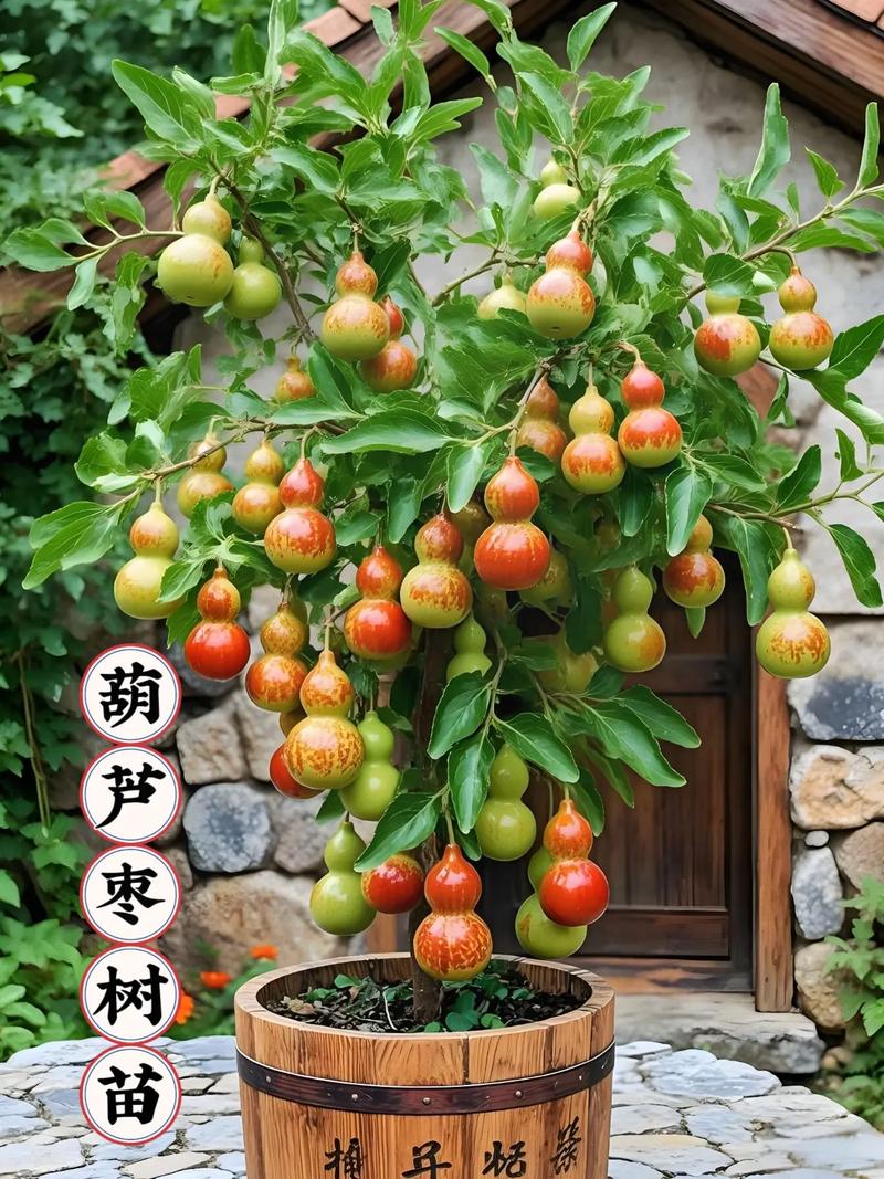 葫芦树怎么种？技术要点有哪些？-图2