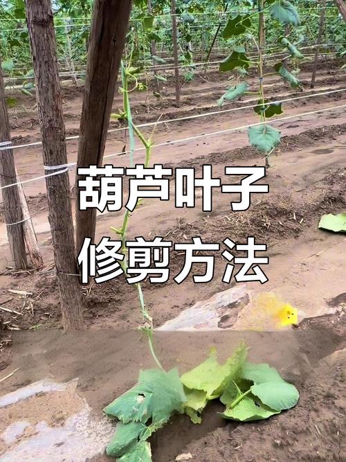 葫芦树怎么种？技术要点有哪些？-图3