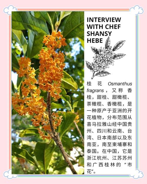 桂花树品种多，常见品种有哪些？-图1