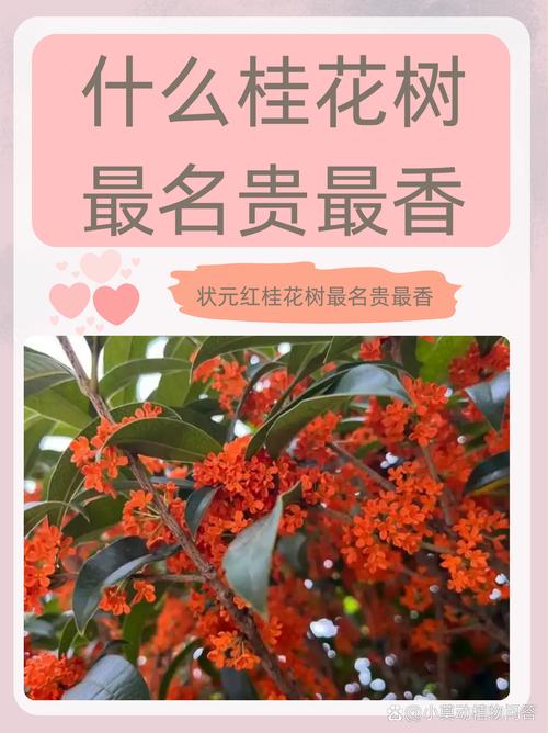 桂花树品种多，常见品种有哪些？-图3