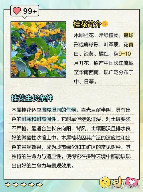 桂花树品种多，常见品种有哪些？-图2