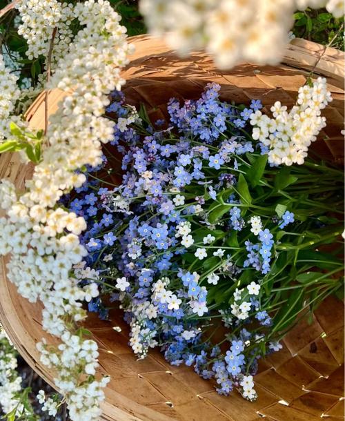 什么品种勿忘我花最好？-图2