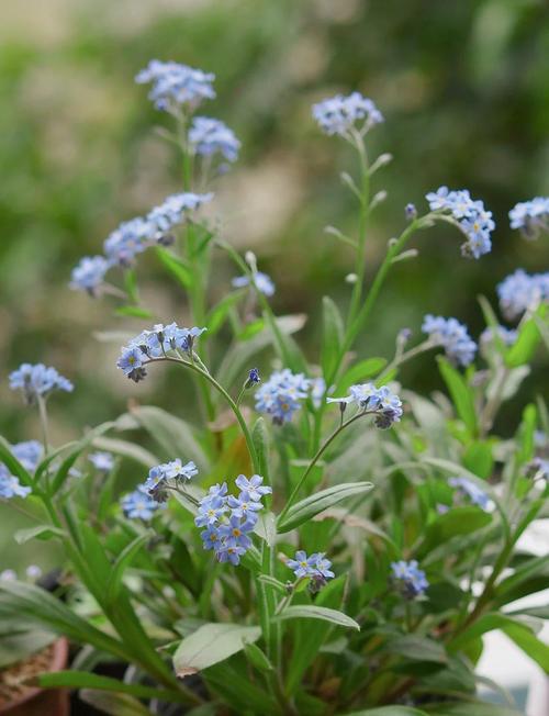 什么品种勿忘我花最好？-图1