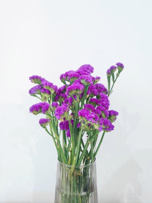 什么品种勿忘我花最好？-图3