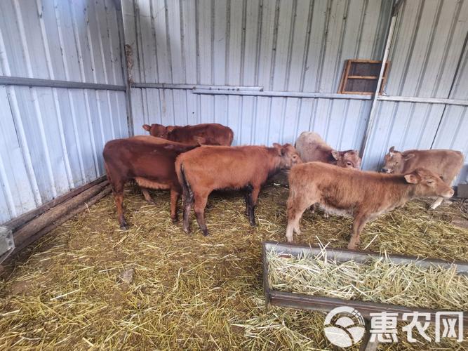 什么牛杂交长得最快？-图2