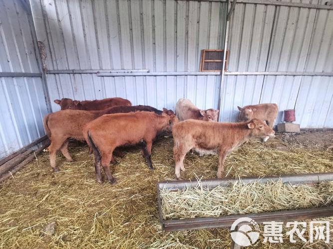 什么牛杂交长得最快？-图1