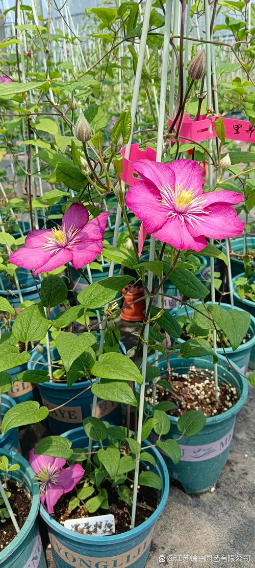 哪些铁线莲品种花期超长？-图3