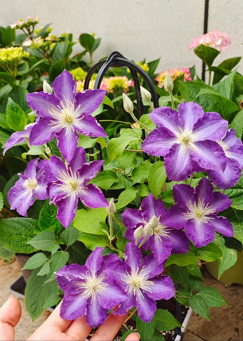 哪些铁线莲品种花期超长？-图1