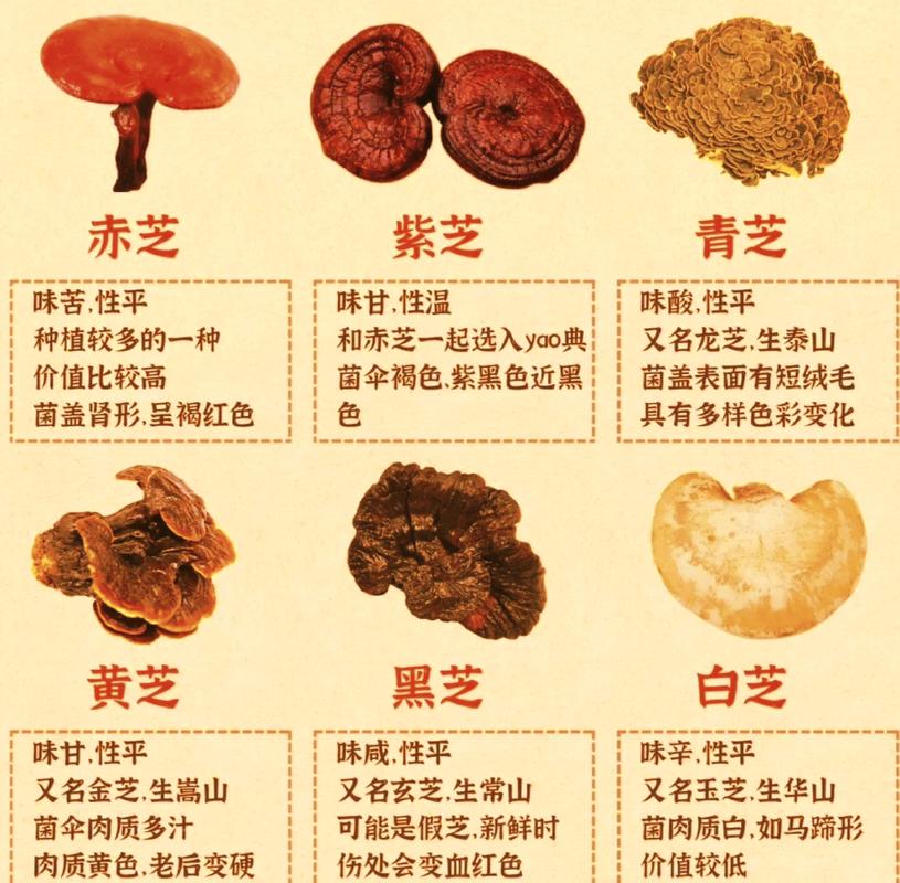 灵芝高产栽培技术方案有哪些关键点？-图1